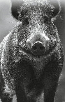 ranger_lt_e-mail_leaflet_eng_page_2_image_0001