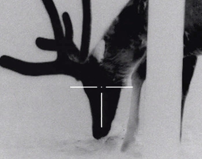 fortuna-one-3l-rec-2