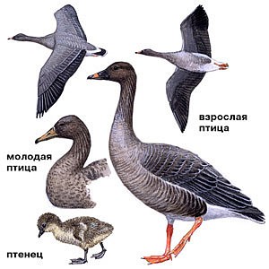 80_Anser_fabalis_picture_S