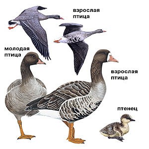 77_Anser_albifrons_picture_S