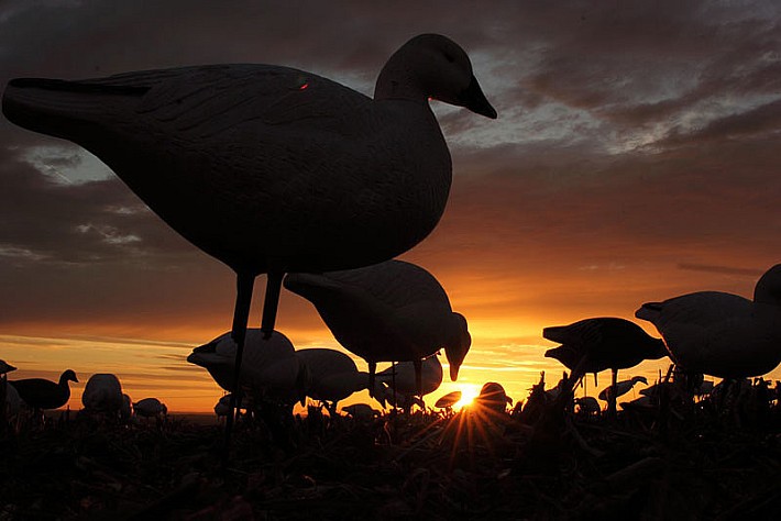 goose-decoys1